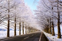 3月以降の出発◎WEB予約でリボンポイント2ポイント◎【名古屋駅西口・エスカ地下街出発】*日帰り昼食付*凛とした冬の絶景へ!!『メタセコイア並木と三方五湖レインボーライン』2